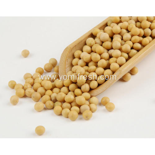 Soybean